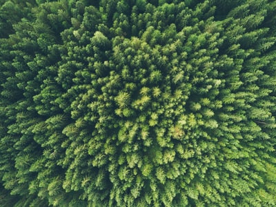 鸟瞰图摄影的一个绿色的树木

